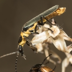 Chauliognathus lugubris (Plague Soldier Beetle) at Higgins, ACT - 3 Feb 2023 by AlisonMilton