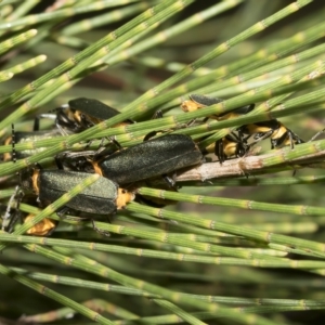 Chauliognathus lugubris at Higgins, ACT - 3 Feb 2023 12:56 PM