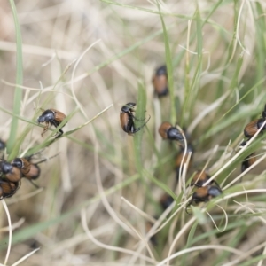 Phyllotocus navicularis at Higgins, ACT - 3 Feb 2023 12:48 PM