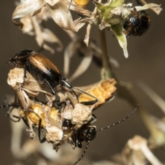 Phyllotocus navicularis at Higgins, ACT - 3 Feb 2023 12:48 PM