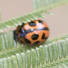 Peltoschema oceanica (Oceanica leaf beetle) at Higgins, ACT - 3 Feb 2023 by AlisonMilton