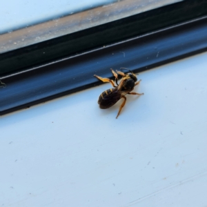 Lasioglossum (Chilalictus) bicingulatum at Molonglo Valley, ACT - 11 Feb 2023