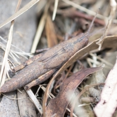 Pardillana limbata at Higgins, ACT - 3 Feb 2023