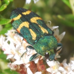 Castiarina flavoviridis (A jewel beetle) at Smiggin Holes, NSW - 8 Feb 2023 by Harrisi