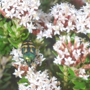 Castiarina flavoviridis at Smiggin Holes, NSW - 8 Feb 2023