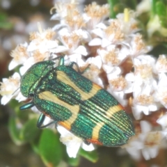 Castiarina flavoviridis at Smiggin Holes, NSW - 8 Feb 2023