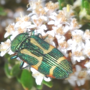 Castiarina flavoviridis at Smiggin Holes, NSW - 8 Feb 2023