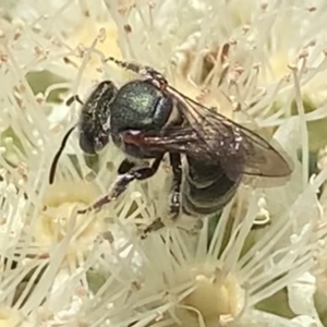 Lipotriches (Austronomia) phanerura at Dulwich Hill, NSW - suppressed