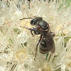 Lipotriches (Austronomia) phanerura at Dulwich Hill, NSW - 24 Jan 2023