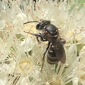 Lipotriches (Austronomia) phanerura at Dulwich Hill, NSW - suppressed