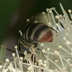 Lipotriches (Austronomia) phanerura at Dulwich Hill, NSW - 24 Jan 2023