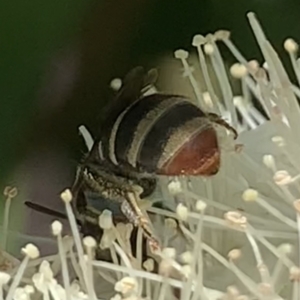 Lipotriches (Austronomia) phanerura at Dulwich Hill, NSW - suppressed