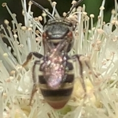 Lipotriches (Austronomia) phanerura at Dulwich Hill, NSW - suppressed