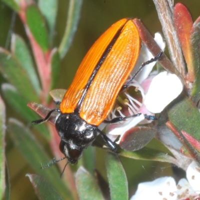 Castiarina rufipennis (Jewel beetle) at Nimmo, NSW - 8 Feb 2023 by Harrisi