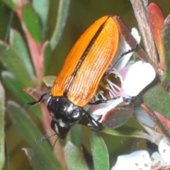 Castiarina rufipennis (Jewel beetle) at Nimmo, NSW - 8 Feb 2023 by Harrisi