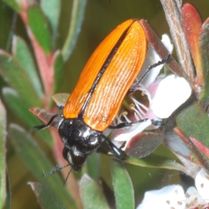 Castiarina rufipennis at Nimmo, NSW - 8 Feb 2023