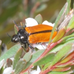 Castiarina rufipennis at Nimmo, NSW - 8 Feb 2023