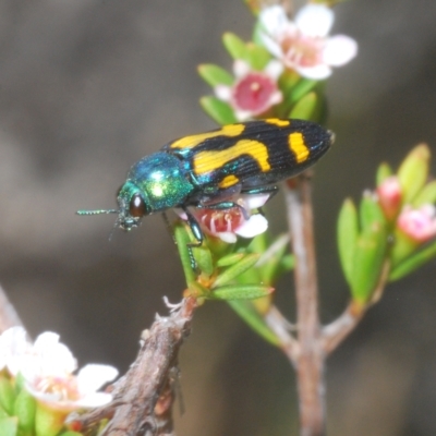 Castiarina flavopicta (Flavopicta jewel beetle) at Kosciuszko National Park - 8 Feb 2023 by Harrisi