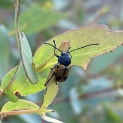Cadmus (Cadmus) litigiosus (Leaf beetle) at Mount Fairy, NSW - 11 Feb 2023 by Steve_Bok