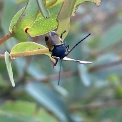 Cadmus (Cadmus) litigiosus at Mount Fairy, NSW - 11 Feb 2023