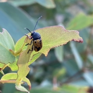 Cadmus (Cadmus) litigiosus at Mount Fairy, NSW - 11 Feb 2023