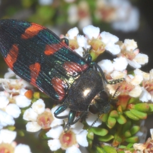 Castiarina helmsi at Wilsons Valley, NSW - 8 Feb 2023