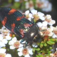 Castiarina helmsi (A jewel beetle) at Wilsons Valley, NSW - 8 Feb 2023 by Harrisi