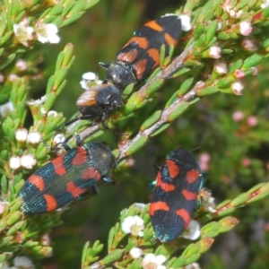 Castiarina helmsi at Wilsons Valley, NSW - 8 Feb 2023 02:01 PM