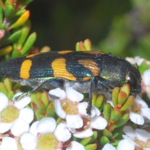 Castiarina helmsi at Wilsons Valley, NSW - 8 Feb 2023