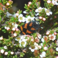 Castiarina helmsi at Wilsons Valley, NSW - 8 Feb 2023 02:01 PM