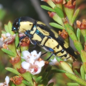 Castiarina octospilota at Nimmo, NSW - 8 Feb 2023 11:21 AM