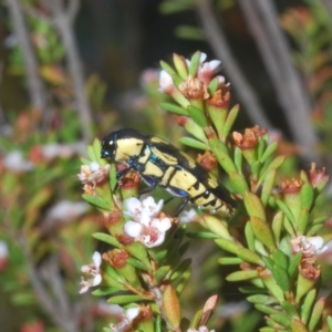 Castiarina octospilota at Nimmo, NSW - 8 Feb 2023