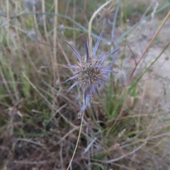 Eryngium ovinum (Blue Devil) at Molonglo Valley, ACT - 11 Feb 2023 by MatthewFrawley