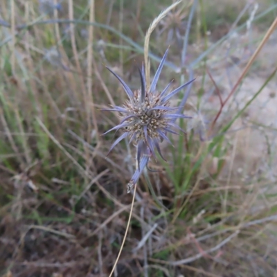 Eryngium ovinum (Blue Devil) at Block 402 - 11 Feb 2023 by MatthewFrawley