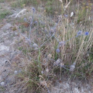 Eryngium ovinum at Molonglo Valley, ACT - 11 Feb 2023