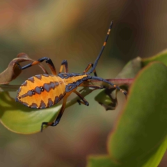 Amorbus sp. (genus) (Eucalyptus Tip bug) at O'Connor, ACT - 12 Jan 2023 by ConBoekel