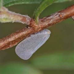 Anzora unicolor (Grey Planthopper) at Dryandra St Woodland - 12 Jan 2023 by ConBoekel