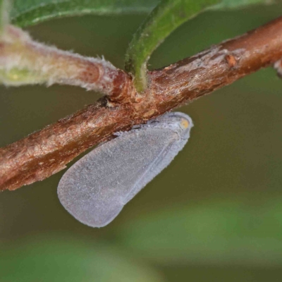 Anzora unicolor (Grey Planthopper) at O'Connor, ACT - 13 Jan 2023 by ConBoekel