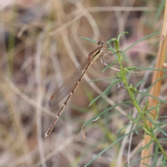 Austrolestes analis (Slender Ringtail) at Dryandra St Woodland - 12 Jan 2023 by ConBoekel