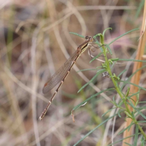 Austrolestes analis at O'Connor, ACT - 13 Jan 2023