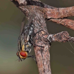 Oxysarcodexia varia (Striped Dung Fly) at Dryandra St Woodland - 12 Jan 2023 by ConBoekel