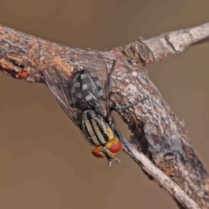 Oxysarcodexia varia at O'Connor, ACT - 13 Jan 2023