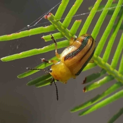 Calomela juncta (Leaf beetle) at O'Connor, ACT - 12 Jan 2023 by ConBoekel