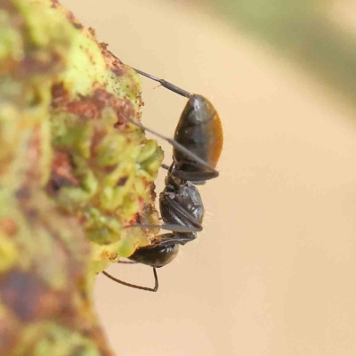 Camponotus aeneopilosus (A Golden-tailed sugar ant) at O'Connor, ACT - 12 Jan 2023 by ConBoekel