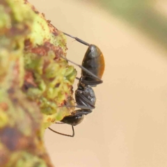 Camponotus aeneopilosus (A Golden-tailed sugar ant) at Dryandra St Woodland - 12 Jan 2023 by ConBoekel