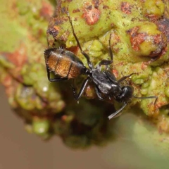 Camponotus aeneopilosus at O'Connor, ACT - 13 Jan 2023