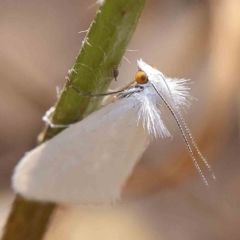 Tipanaea patulella (A Crambid moth) at Dryandra St Woodland - 12 Jan 2023 by ConBoekel