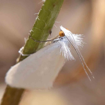 Tipanaea patulella (A Crambid moth) at O'Connor, ACT - 12 Jan 2023 by ConBoekel