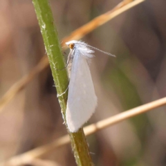 Tipanaea patulella at O'Connor, ACT - 13 Jan 2023