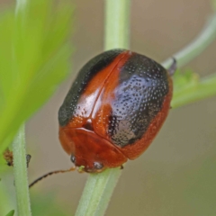 Dicranosterna immaculata (Acacia leaf beetle) at O'Connor, ACT - 13 Jan 2023 by ConBoekel